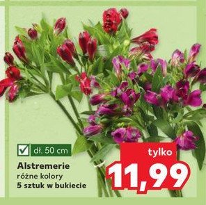 Alstremerie 50 cm promocja