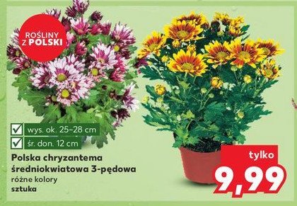 Chryzantema igiełkowa 3-pędowa don. 12 cm promocja