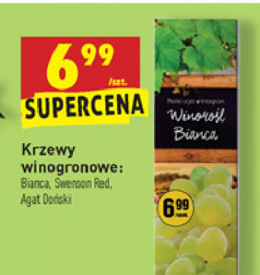 Krzew winogronowy agat do艅ski promocja
