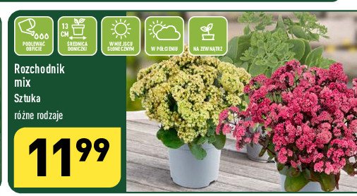 Rozchodnik promocja