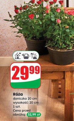 Róża doniczka 20 cm wysokość: 20 cm promocja w Dino