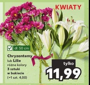 Chryzantemy ci臋te promocja