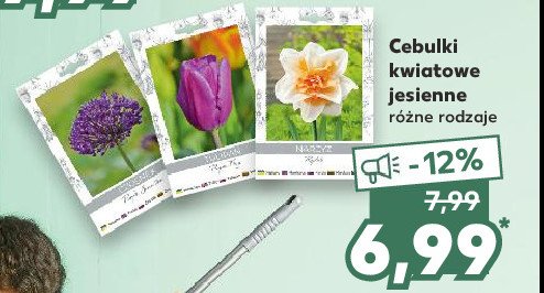 Cebulki kwiatowe jesienne promocja