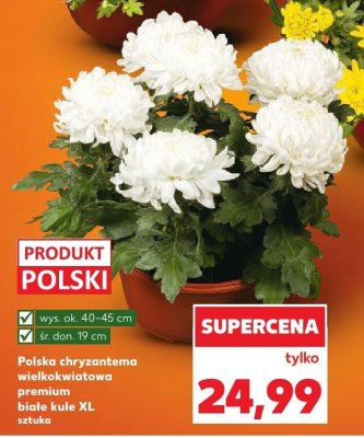 Polska chryzantema wielkokwiatowa premium białe kule XL  promocja w Kaufland