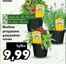 Roślina przyjazna pszczołom promocja