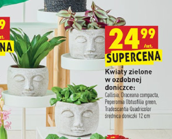 Dracena compacta don. 12 cm promocja