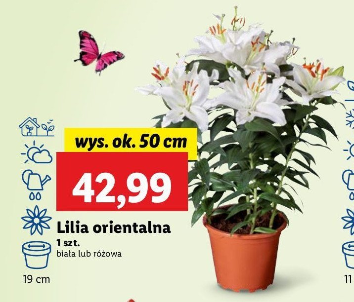 Lilia orientalna 50 cm biała promocja