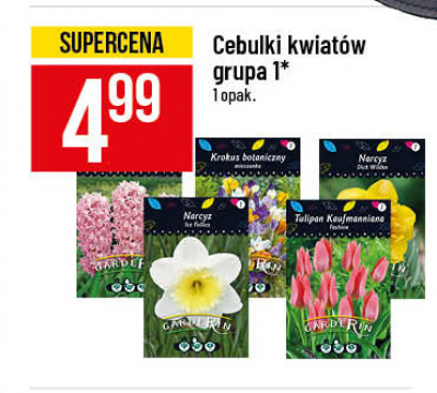 Tulipan kaufmanniana gr 1 Garderin promocja