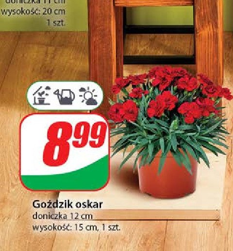 Go藕dzik oskar 12 cm promocja