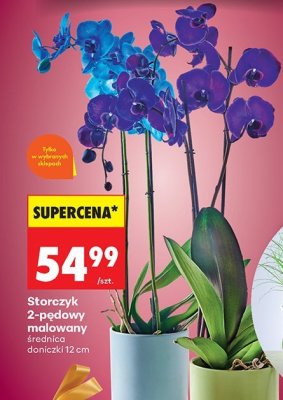 Storczyk 2-pędowy malowany średnica doniczki 12 cm promocja w Biedronka