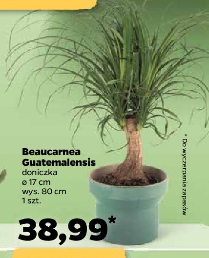 Beaucarnea guatemalensis promocja