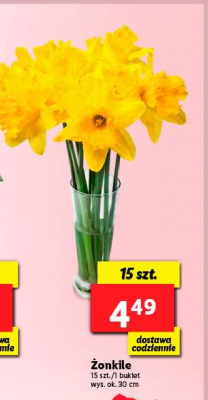 Żonkile 30 cm promocja