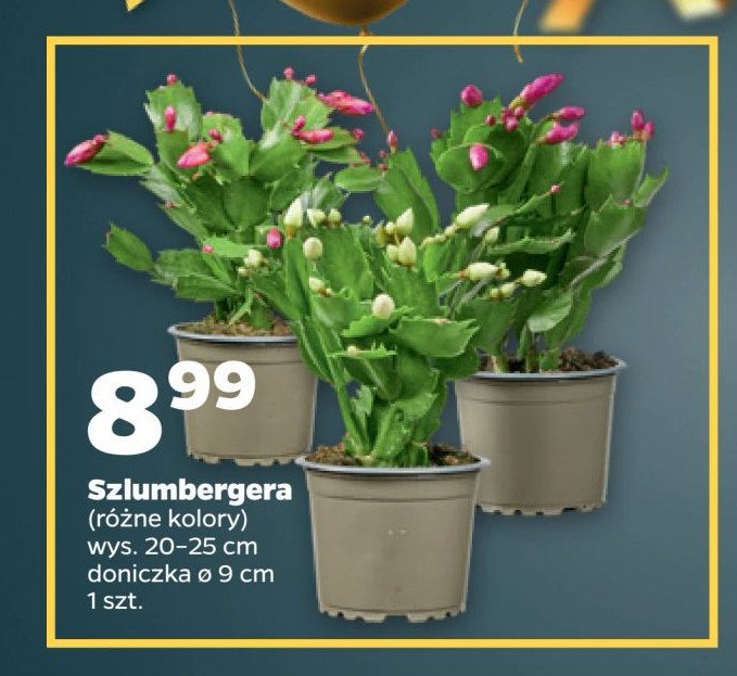 Szlumbergera promocja