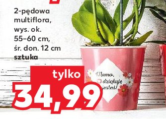 Orchidea 2-p臋dowa multiflora 12 cm promocja