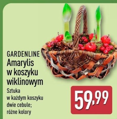 Amaryllis w koszyku wiklinowym promocja w Aldi