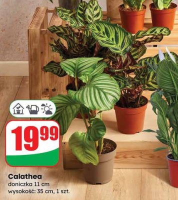 Calathea doniczka 11 cm wysokość 35 cm promocja w Dino