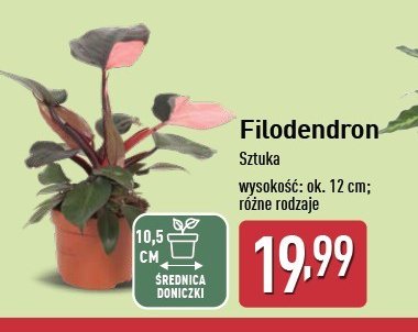 Filodendron don. 12 cm promocja