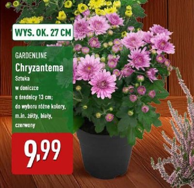 Chryzantema trio don. 12 cm promocja w Aldi