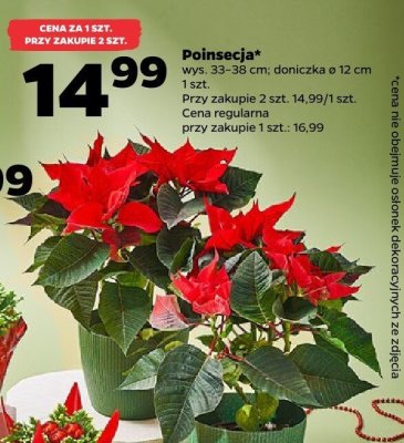 Poinsecja promocja w Netto