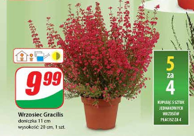 Wrzosiec gracillis 11 cm promocja