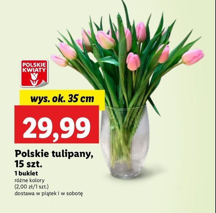 Tulipany polskie 35 cm promocja w Lidl