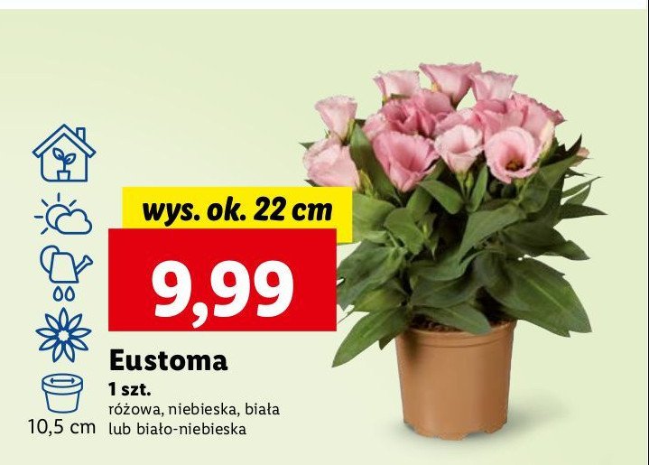 Eustoma wys. 22 cm biało-niebieska promocja