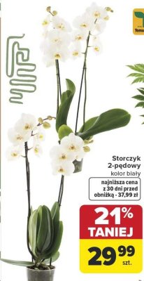 Storczyk 2-pędowy kolor biały promocja w Carrefour