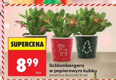 Schlumbergera w papierowym kubku - różne doniczki promocja w Biedronka