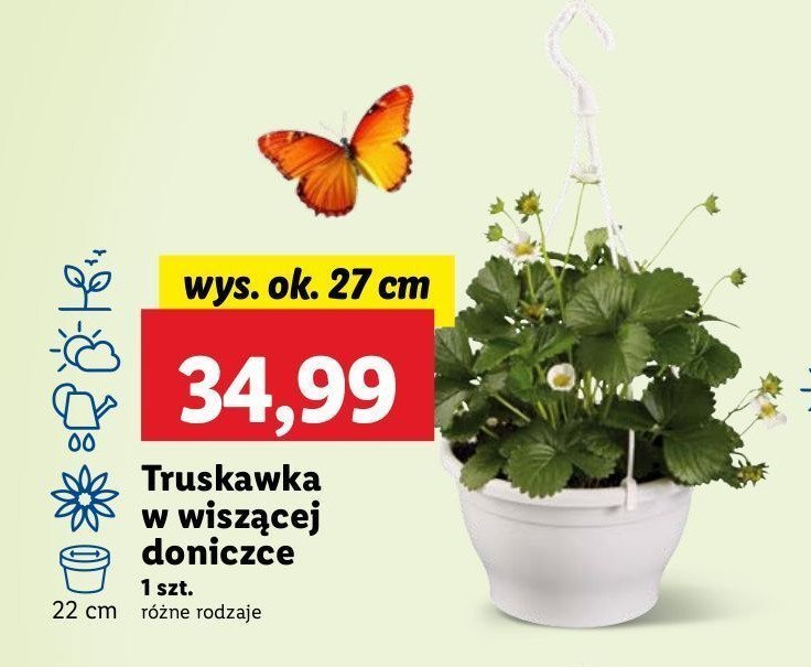 Truskawka w doniczce promocja