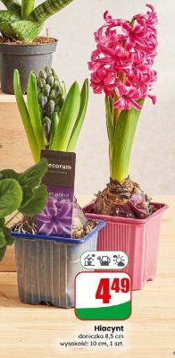 Hiacynt doniczka 8,5 cm, wysokość: 10 cm promocja w Dino