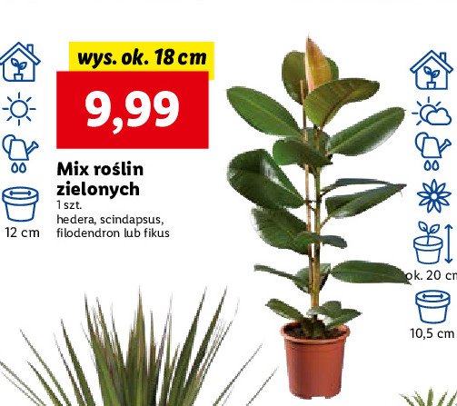 Fikus ginseng don 18 cm promocja