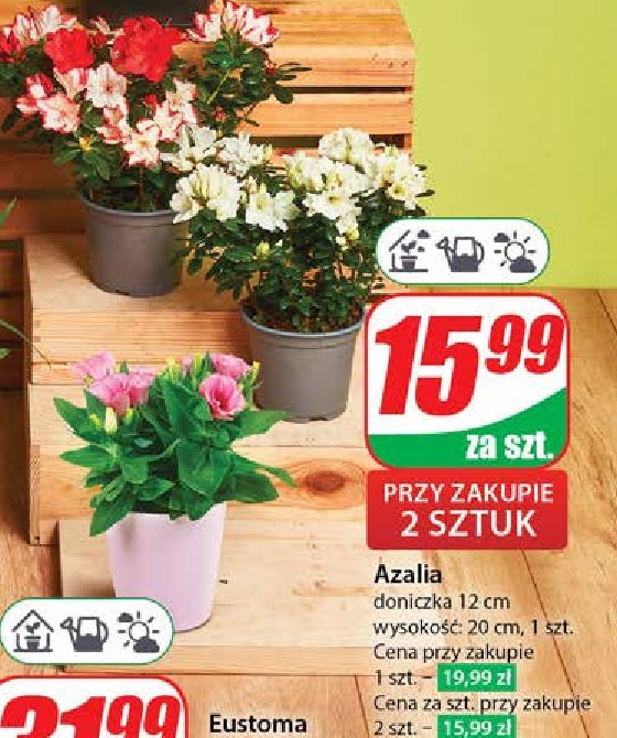 Azalia 12 cm promocja