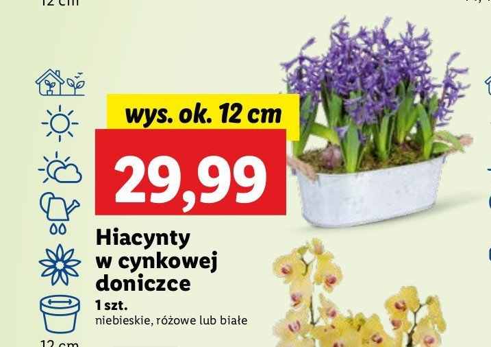 Hiacynt 12 cm promocja