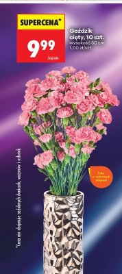 Goździk cięty, 10 szt. promocja w Biedronka