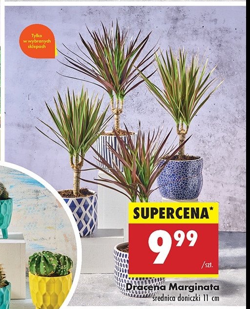 Dracena marginata 11 cm promocja w Biedronka