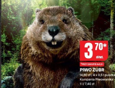 Piwo Żubr promocja w Chorten