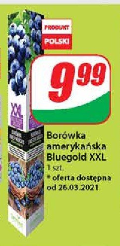 Bor贸wka ameryka艅ska xxl promocja