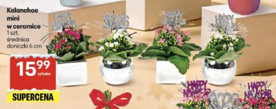 Kalanchoe mini w ceramice promocja w Delikatesy Centrum
