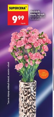 Goździk ciąty, 10 szt. promocja w Biedronka