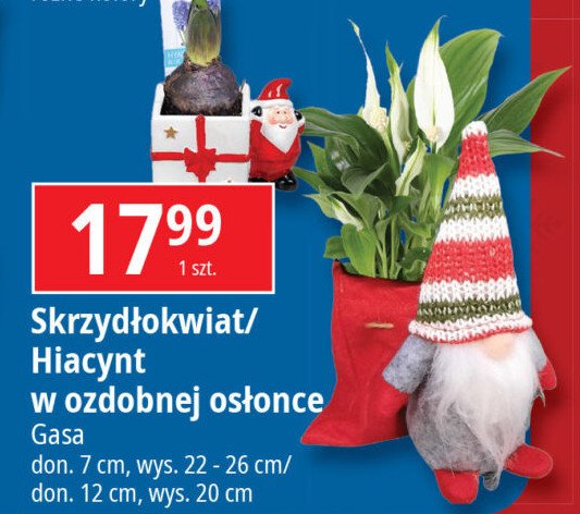 Hiacynt w ozdobnej osłońce Gasa group promocja w Leclerc