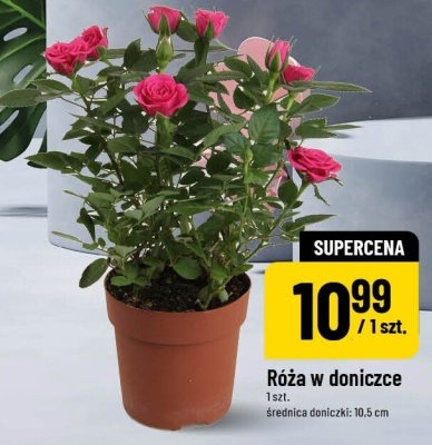 Róża w doniczce promocja w POLOmarket