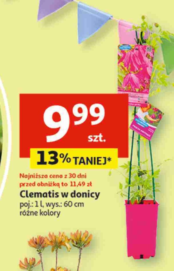 Clematis  don. 1 l promocja