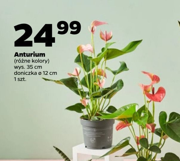 Anturium 12 cm promocja