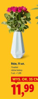 Róże, 11 szt. promocja w Lidl