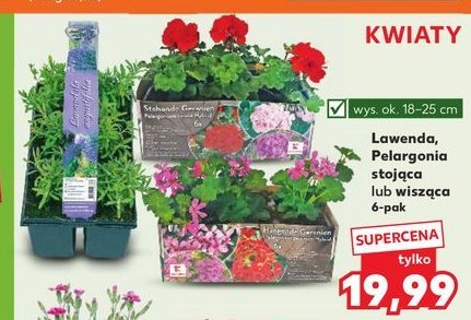 Lawenda promocja w Kaufland