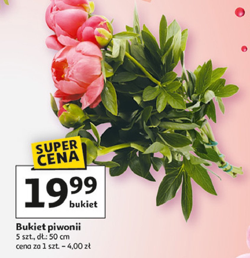 Piwonie bukiet promocja w Auchan