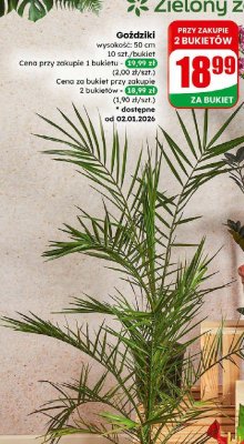 Goździki wysokość 50 cm, 10 szt./bukiet promocja w Dino