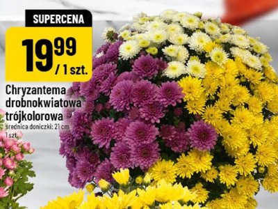 Chryzantema drobnokwiatowa trójkolorowa doniczka 21 cm promocja w POLOmarket
