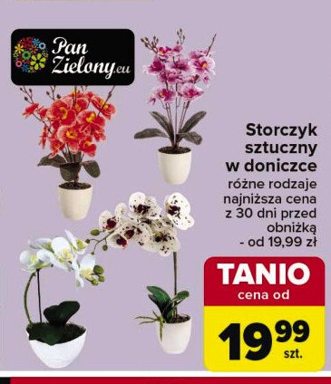 Storczyk w doniczce du偶y Pan zielony promocja