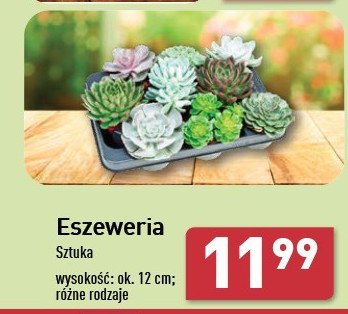 Eszeweria w don. 12 cm promocja